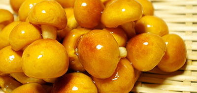 滑子蘑用水焯為什么黑？