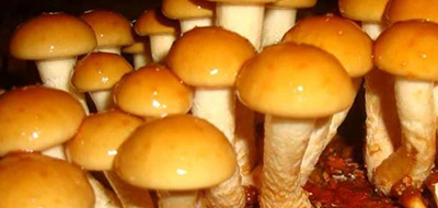 罐頭食品商業(yè)無(wú)菌要求是什么?